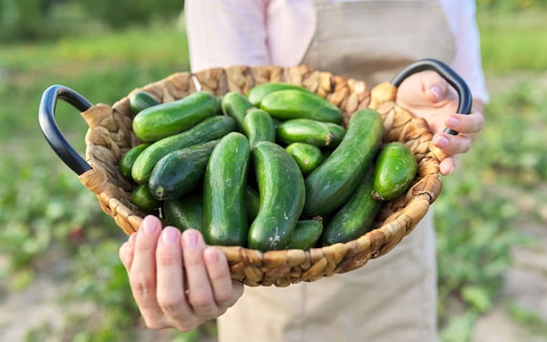 تصویر 4 از فروش خیار سبز محلی + قیمت خرید به صرفه